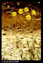 Coastal Plain Coreopsis